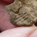 SRL111 Brachiopod Imprint and Possible Bryozoan 