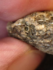 SRL105 Solitary Rugose Coral 