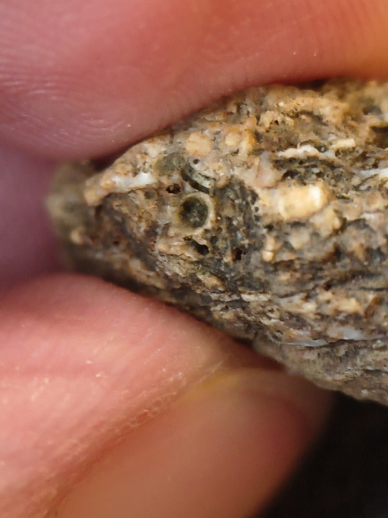 SRL105 Solitary Rugose Coral 