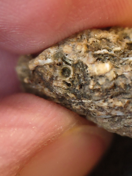 SRL105 Solitary Rugose Coral 