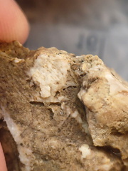 SRL105 Solitary Rugose Coral 