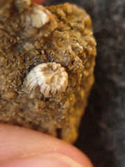 SRL105 Solitary Rugose Coral 