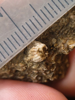 SRL105 Solitary Rugose Coral 