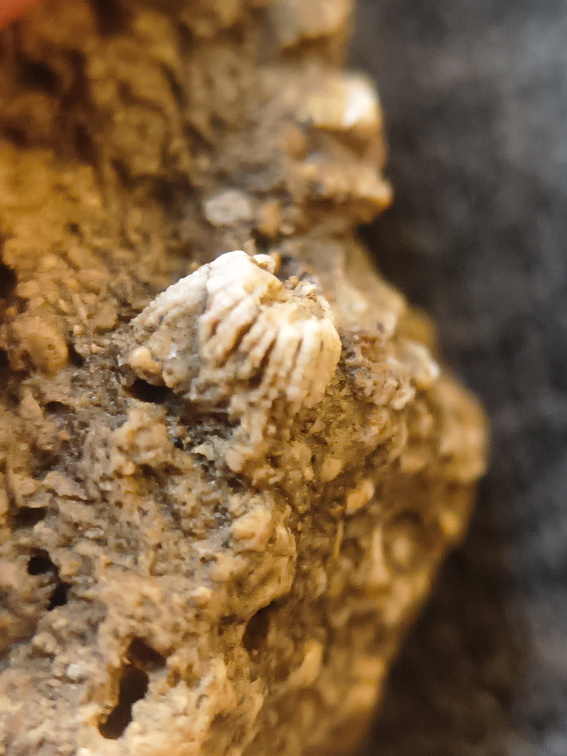 SRL105 Solitary Rugose Coral 