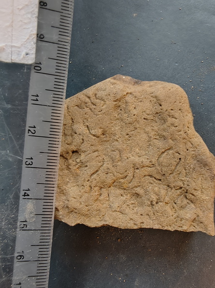 SRL141 Helminthoposis