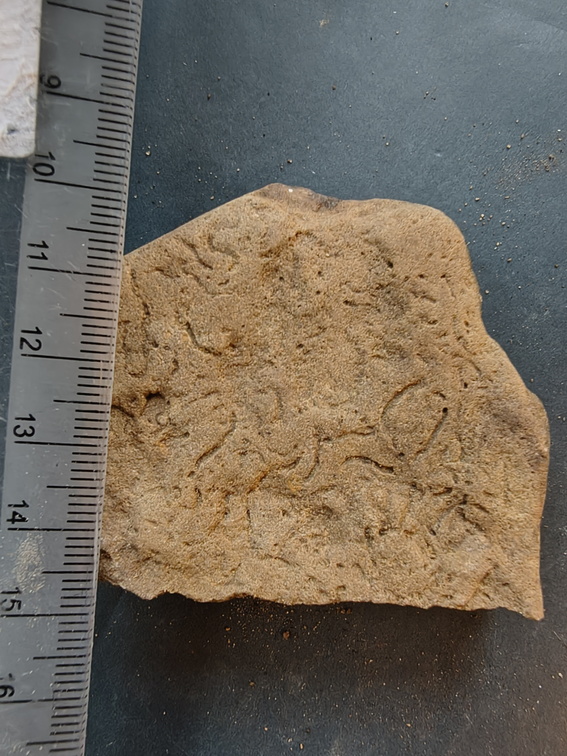 SRL141 Helminthoposis