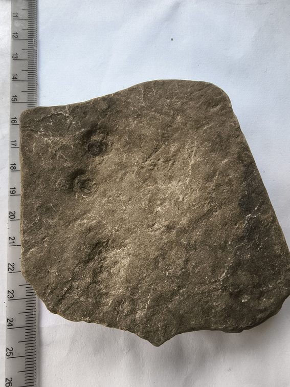 SRL146 Brachiopod Impression