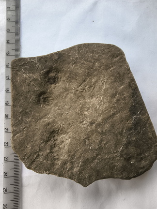 SRL146 Brachiopod Impression