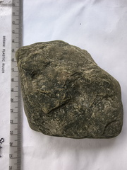 SRL146 Brachiopod Impression 