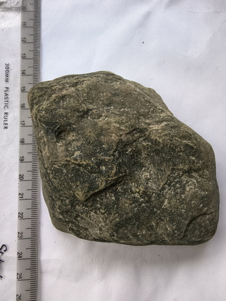 SRL146 Brachiopod Impression 