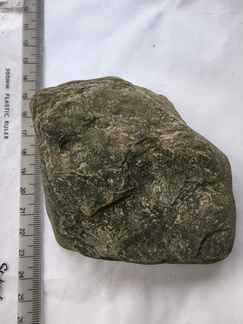 SRL146 Brachiopod Impression 