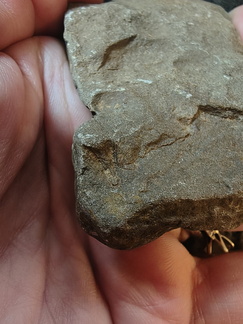 SRL168 Brachiopod Imprint (inc. Spiriferid)