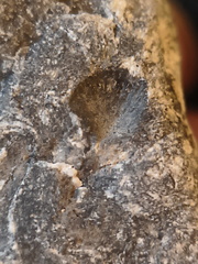 LE69 Brachiopod Shell Impressions 