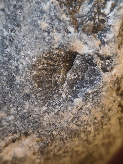 LE69 Brachiopod Shell Impressions 