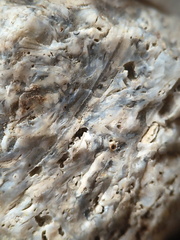 SRL175 Bioclastic  Packstone (incl. crinoids and brachiopods)