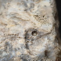 SRL175 Bioclastic  Packstone (incl. crinoids and brachiopods)