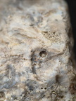 SRL175 Bioclastic  Packstone (incl. crinoids and brachiopods)