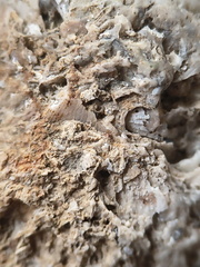 SRL175 Bioclastic  Packstone (incl. crinoids and brachiopods)