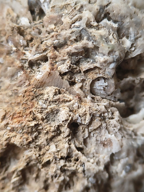 SRL175 Bioclastic  Packstone (incl. crinoids and brachiopods)