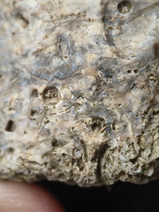 SRL175 Bioclastic  Packstone (incl. crinoids and brachiopods)