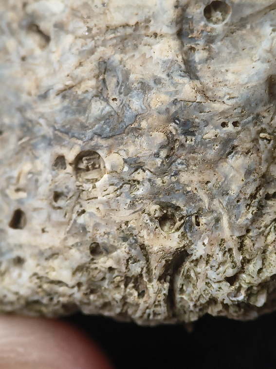 SRL175 Bioclastic  Packstone (incl. crinoids and brachiopods)