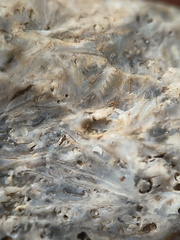 SRL175 Bioclastic  Packstone (incl. crinoids and brachiopods)