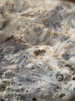 SRL175 Bioclastic  Packstone (incl. crinoids and brachiopods)