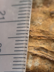 SRL183 Indet. Plant Matter