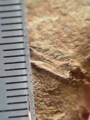 SRL183 Indet. Plant Matter