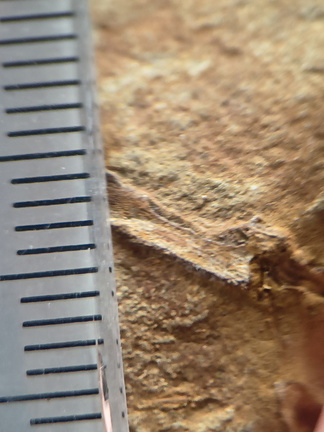 SRL183 Indet. Plant Matter