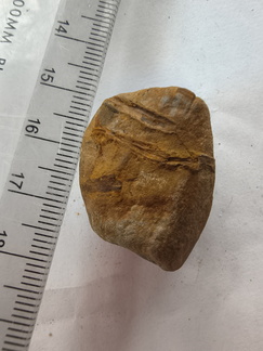 SRL183 Indet. Plant Matter