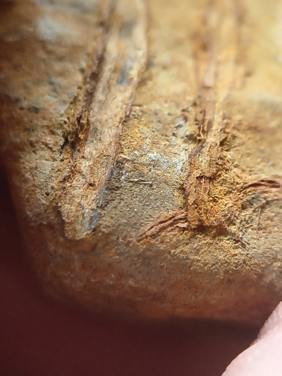 SRL183 Indet. Plant Matter