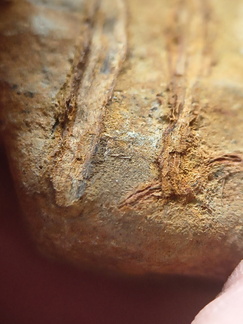 SRL183 Indet. Plant Matter