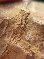 SRL183 Indet. Plant Matter