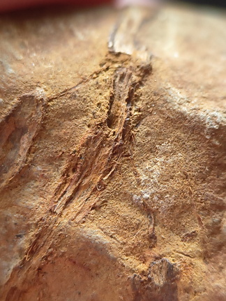 SRL183 Indet. Plant Matter