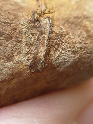 SRL183 Indet. Plant Matter