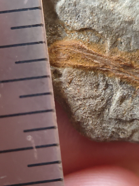 SRL187 Indet. Plant Matter