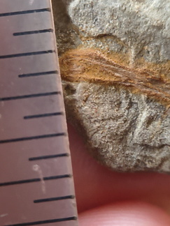 SRL187 Indet. Plant Matter