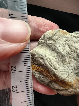 SRL187 Indet. Plant Matter