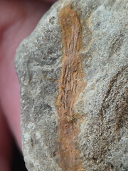 SRL187 Indet. Plant Matter