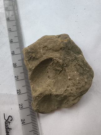 SRL170 Indet. Brachiopod Impression 