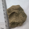 SRL170 Indet. Brachiopod Impression 
