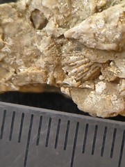 SRL 104 Bioclastic Packstone incl. Brachiopods and Bryozoa