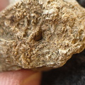 SRL 104 Bioclastic Packstone incl. Brachiopods and Bryozoa