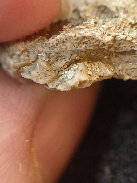 SRL 104 Bioclastic Packstone incl. Brachiopods and Bryozoa