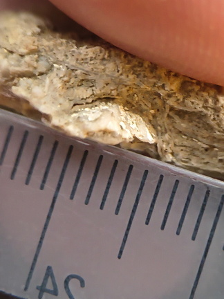 SRL 104 Bioclastic Packstone incl. Brachiopods and Bryozoa