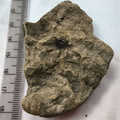 SRL159 Brachiopod Fragment Impressions 