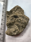 SRL159 Brachiopod Fragment Impressions 