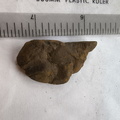 SRL195 Brachiopod Fragment Impressions 