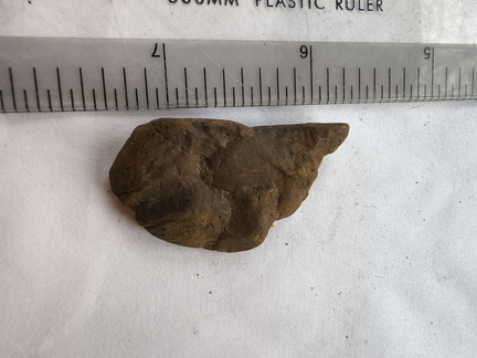 SRL195 Brachiopod Fragment Impressions 